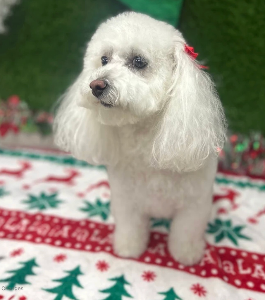 White Poodle Grooming