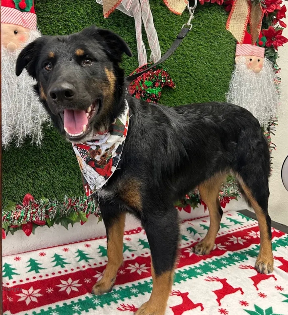 Happy Black Large Dog